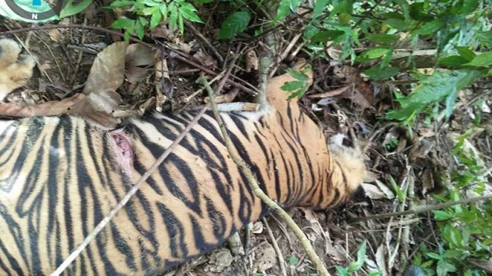 Seekor Harimau Sumatra Ditemukan Mati Di Aceh Timur Penyebabnya Belum