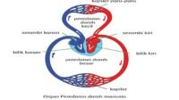 KUNCI JAWABAN Kelas 5 Tema 4 Halaman 101 104 105 106 Buku Tematik Siswa SD Subtema 3 Pembelajaran 2 Cara Memelihara Kesehatan Organ Peredaran Darah Manusia