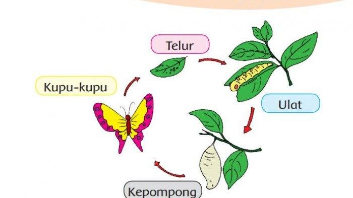 SOAL dan KUNCI JAWABAN Kelas 3 SD Tema 1 Halaman 125 126 128 129 130 Buku Tematik Siswa Pembelajaran 4 Daur Hidup Kupu-kupu