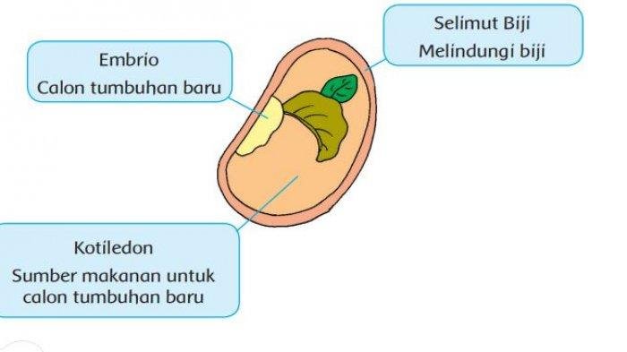 KUNCI JAWABAN Kelas 3 SD Tema 1 Halaman 155 156 159 160 Buku Tematik Siswa Subtema 4 Daur Hidup Tanaman Semangka