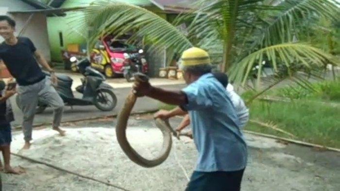 Ular Kobra Kagetkan Bocah 10 Tahun Saat Keluar dari Kamar Mandi