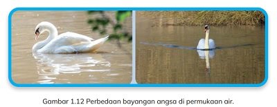 Perbedaan Bayangan Angsa di Permukaan Air