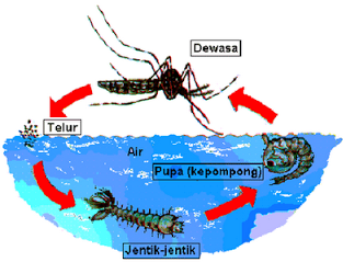 Metamorfosis nyamuk