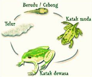 Metamorfosis katak