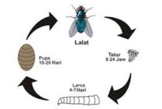 Metamorfosis lalat