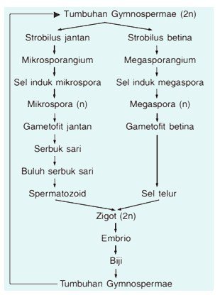 Sistem Reproduksi Tumbuhan Berbiji Terbuka