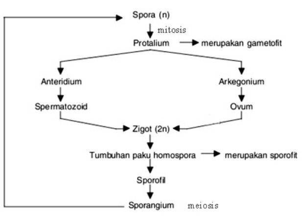 Metagenenesis Tumbuhan Paku