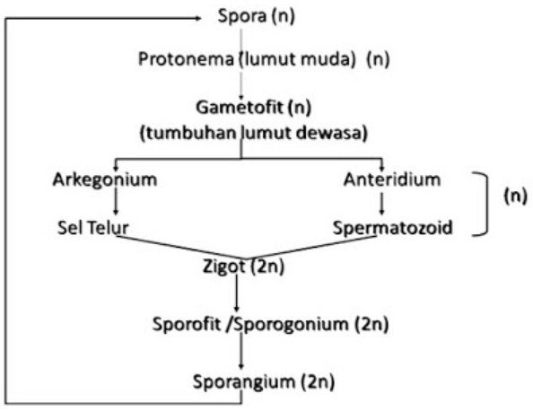 Metagenesis Lumut